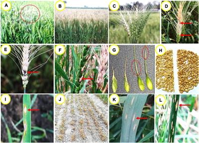 Wheat Blast: A Disease Spreading by Intercontinental Jumps and Its Management Strategies